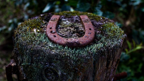 forest,depth of field,nature,macro,tree stump,wood