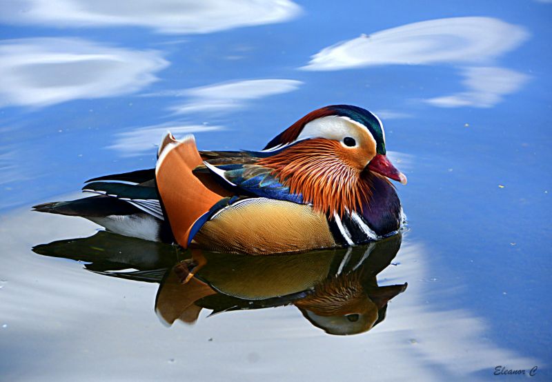 kaczka,ptak,wodny ptak,Kaczki gęsi i łabędzie,fauna,dziób