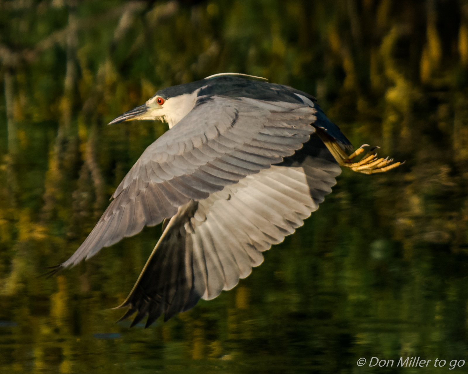 fugle, natur, udendørs, dyreliv, næb, Florida, fugl, Fuglekiggeri, venicerookery, rookery, nightheron, hejre, D5500, bof, vinge, fauna, hvirveldyr