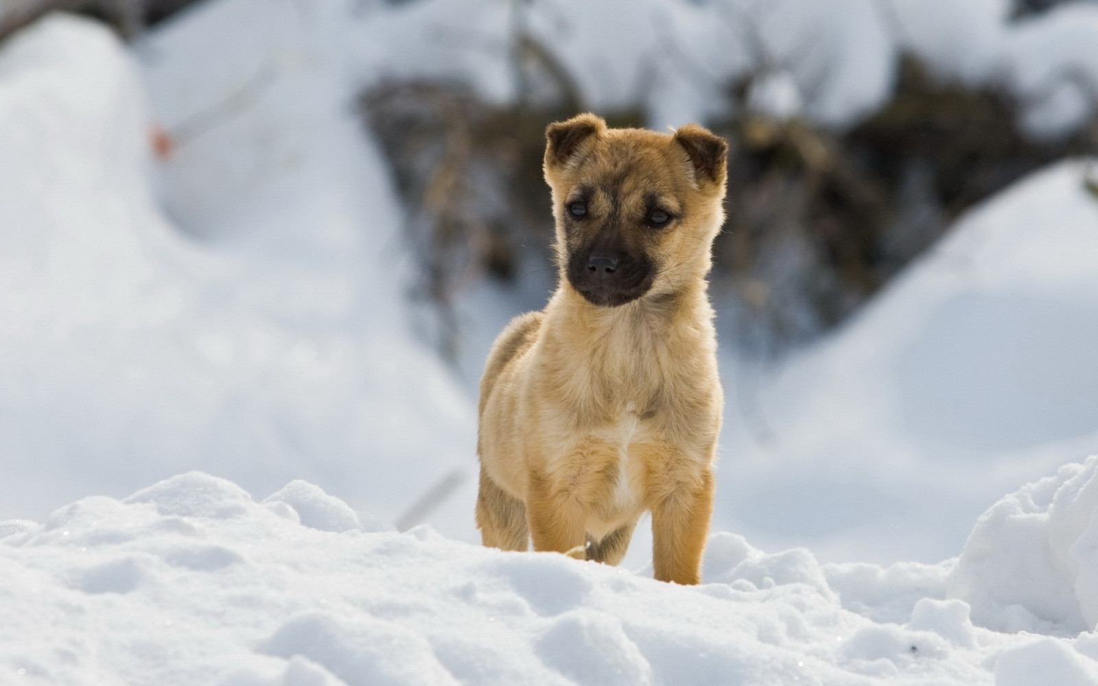 sne, vinter, hund, Arctic, Nysgerrighed, gå, vejr, sæson, hundehvalp, pattedyr, vente, hvirveldyr, hund som pattedyr, hundens race gruppe, hund krydsninger, gade hund, avlet