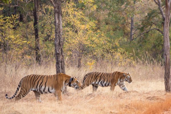 landscape, forest, animals, Asia, nature, grass