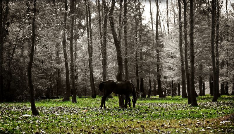 les, Příroda, zvěř, kůň, Volně žijících živočichů, fotograf les, Příroda, zvěř, kůň, Volně žijících živočichů, fotograf