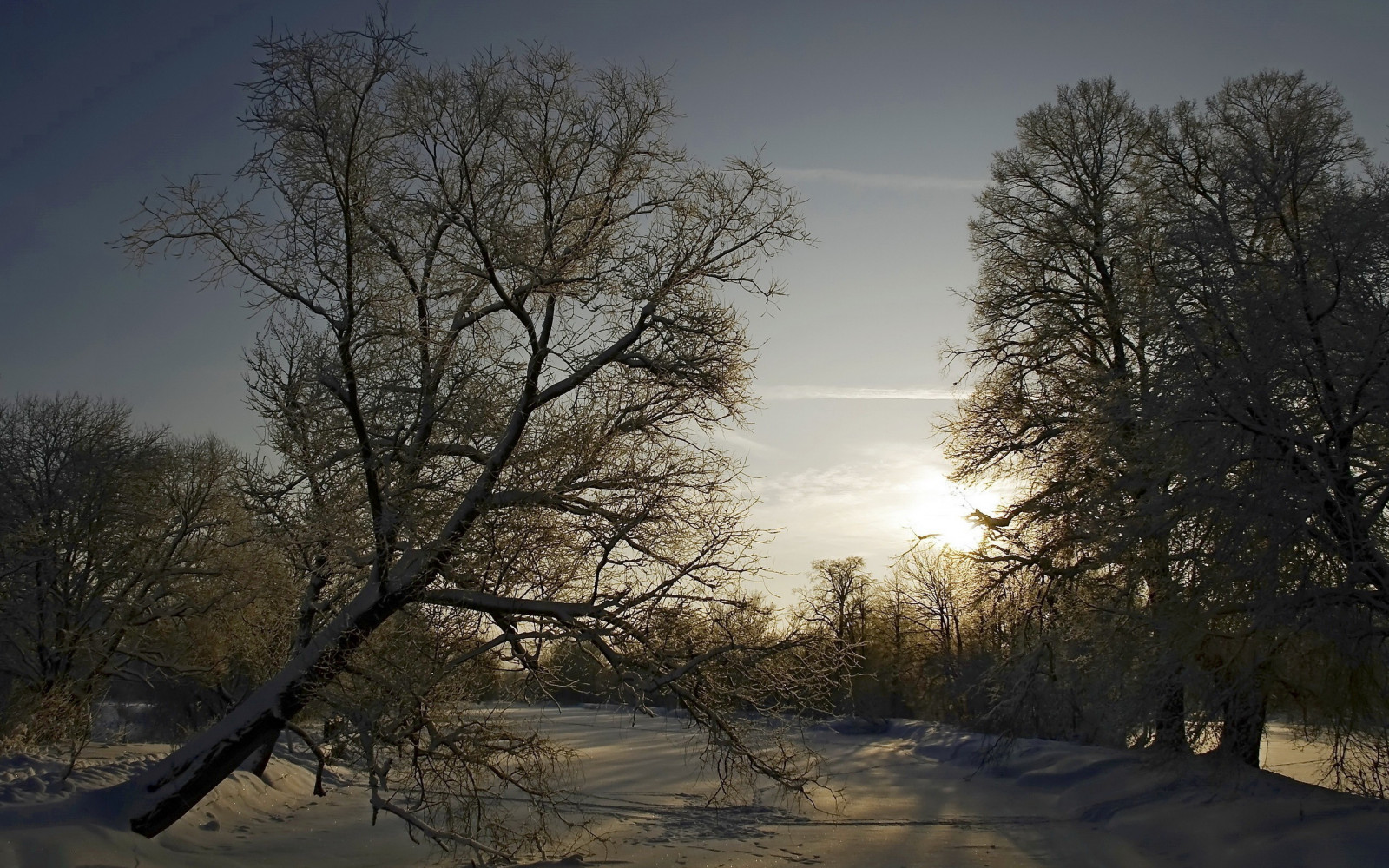 2560x1600 px, les, krajina, Příroda, sníh, stromy