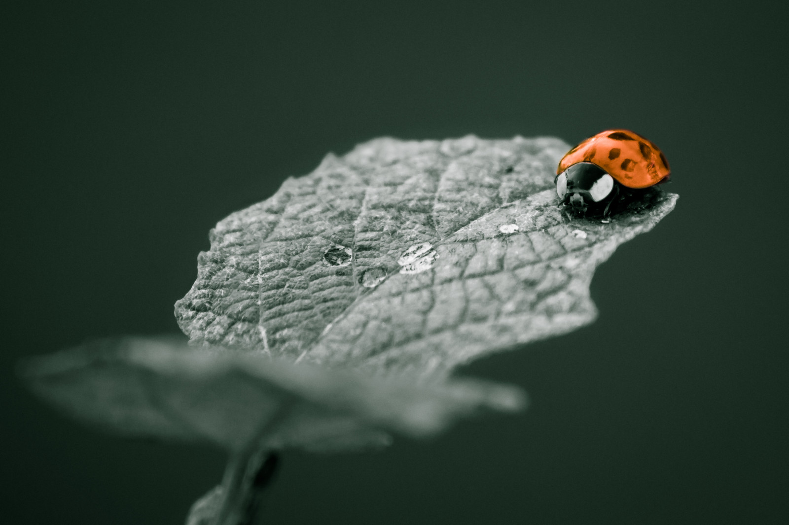 makro, UMĚNÍ, Příroda, digitální, Kánon, eos, rebel, říjen, polibek, Maďarsko, pokuta, Adobe, Lightroom, T3i, X5, MAGYARORSZAG, 600D, 55250 mm, efs55250mm, nagyh RCS k