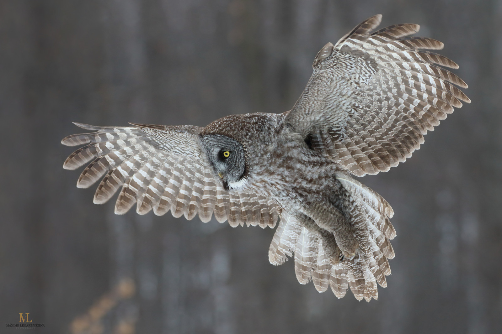 Příroda, zima, Volně žijících živočichů, Kánon, Kanada, dravý pták, sova, zobák, Quebec, pták, oiseau, fauna, velký šedý sova