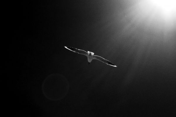 white,black,monochrome,sky,vehicle,Flight