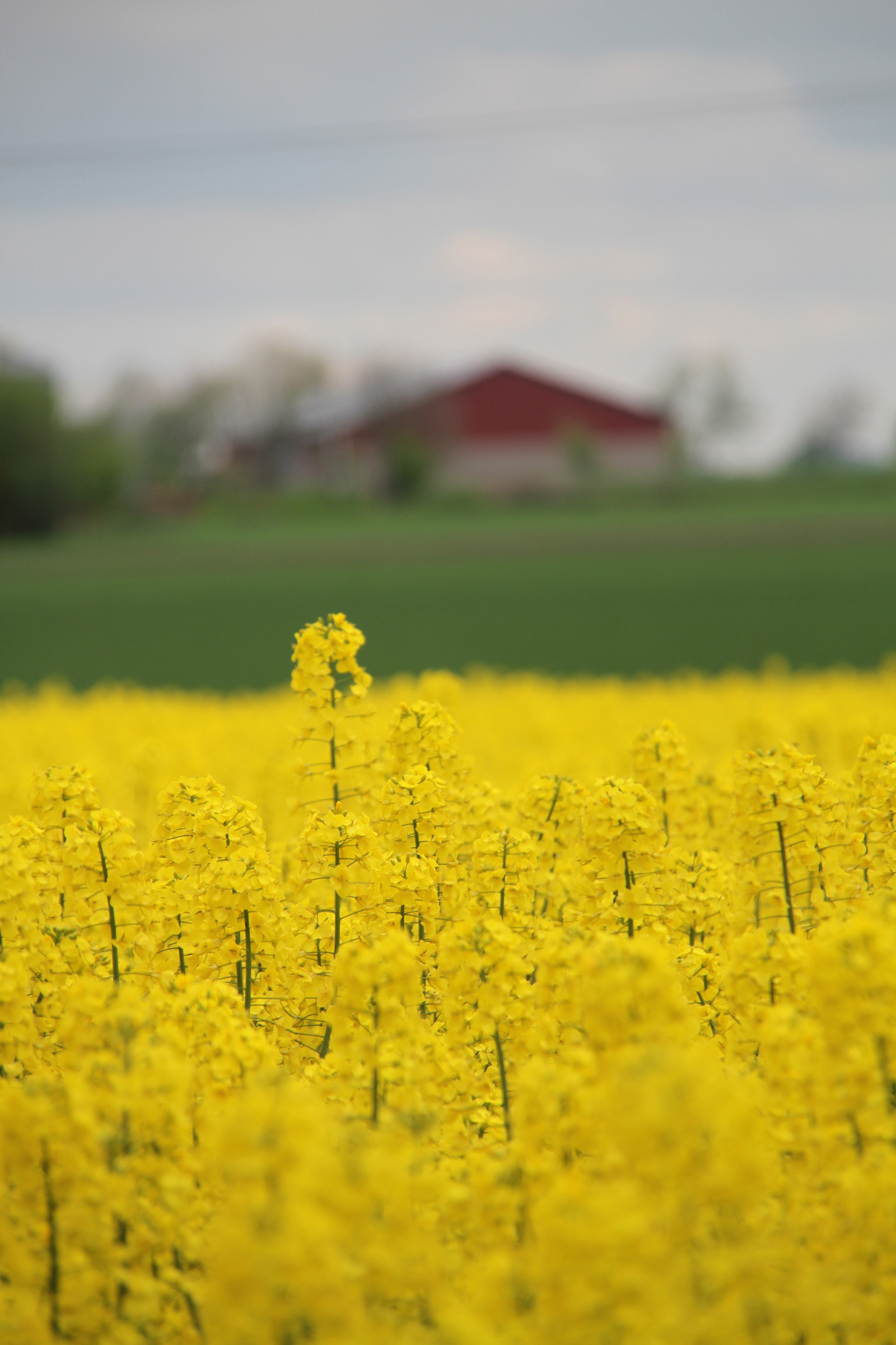 slunečnímu záření, jídlo, tráva, nebe, pole, žlutý, ráno, horizont, řepkového, květ, lučina, rostlina, znásilnění, nárazy, řepka, zemědělství, louka, prostý, prérie, oříznutí, venkov, vyrobit, suchozemská rostlina, kvetoucí rostlina, tráva rodina, zeleninový, brassica, hořčice závod, hořčice a zelí rodina