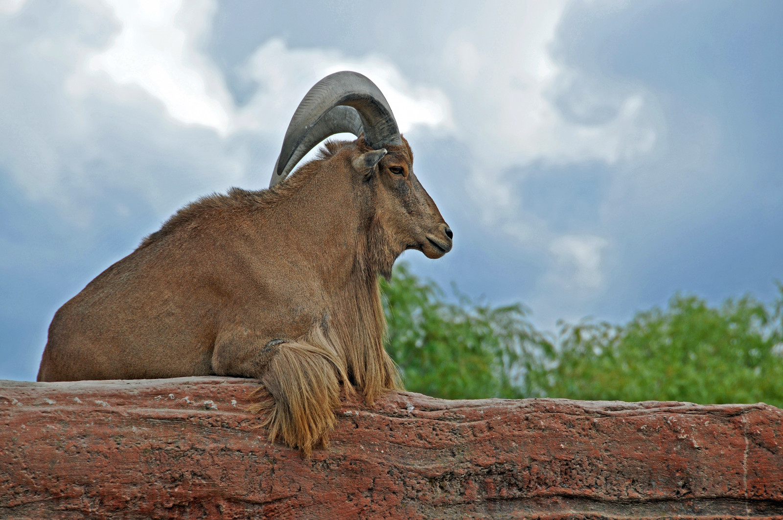 แอฟริกา, โตรอนโต, Ontario, แคนาดา, สวนสัตว์, dennis, พลธนู, d300, ฉันเป็นคนแคนาดา, barbarysheep, 18200vr, dennisjarvis, Archer10, dennisgjarvis