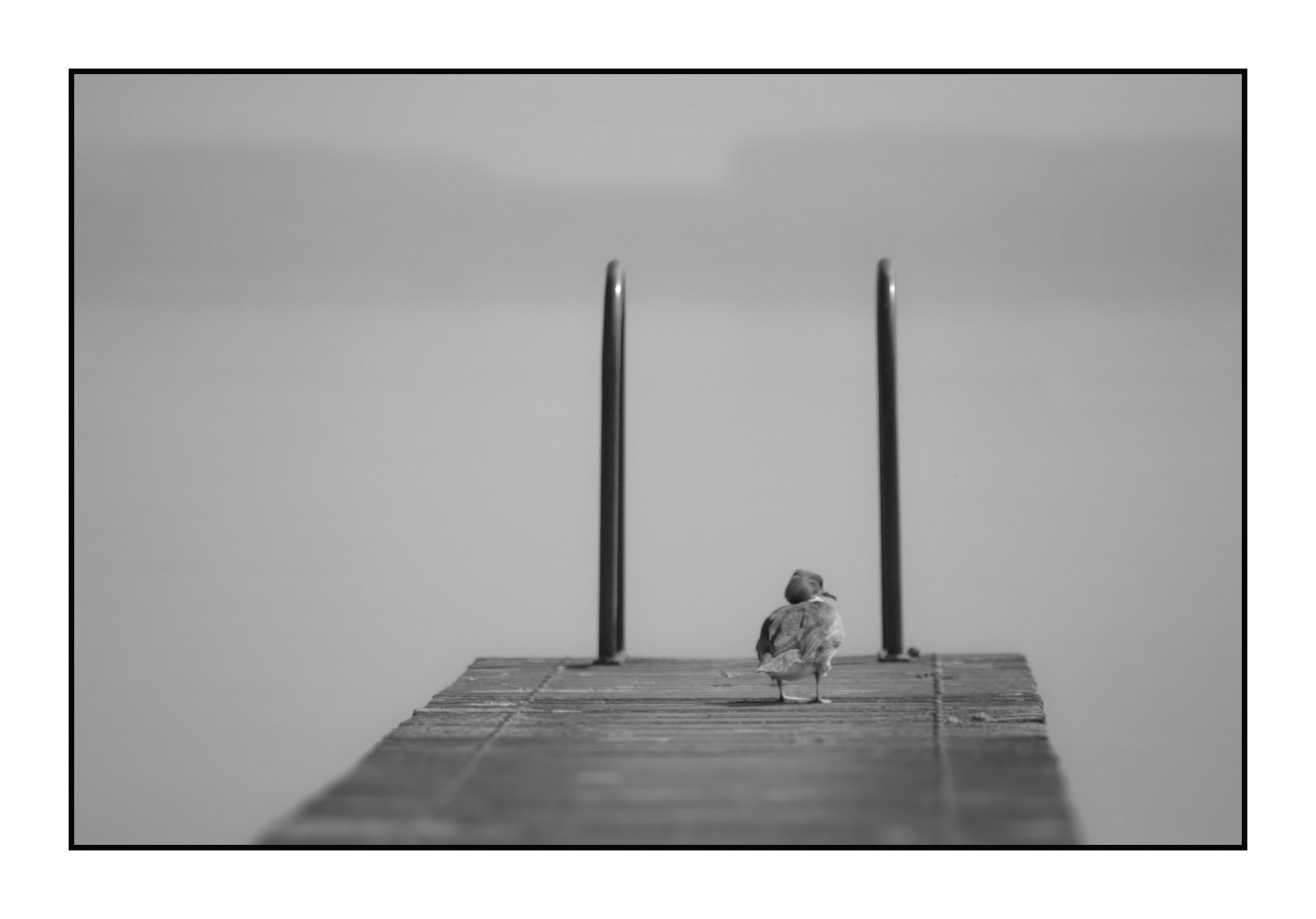 černobílý, nebe, fotografování, úhel, tělesné, mléko, nb, nikond90, kachna, ponton, Černý a bílý, monochromatické fotografování, zátiší fotografování, Cortaillod, product design