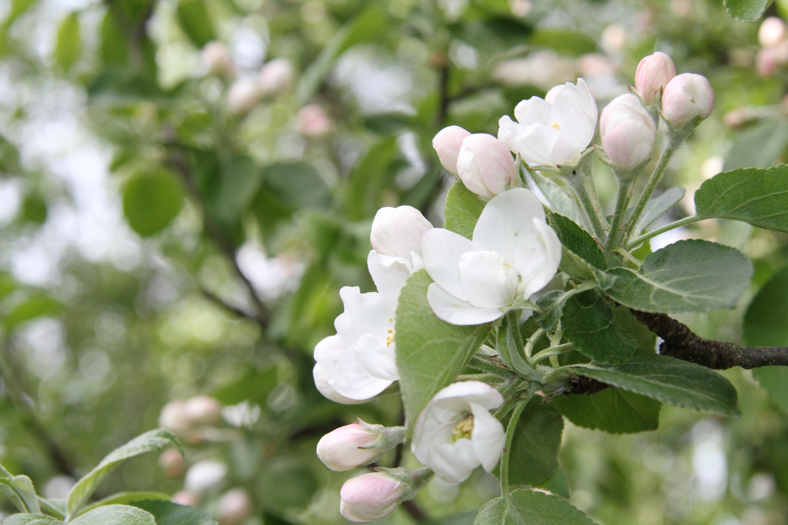 Příroda, větev, květ, Jasmín, Evergreen, strom, list, květ, rostlina, flóra, divoká rostlina, vyrobit, botanika, suchozemská rostlina, kvetoucí rostlina, dřevina, keř, makro fotografie