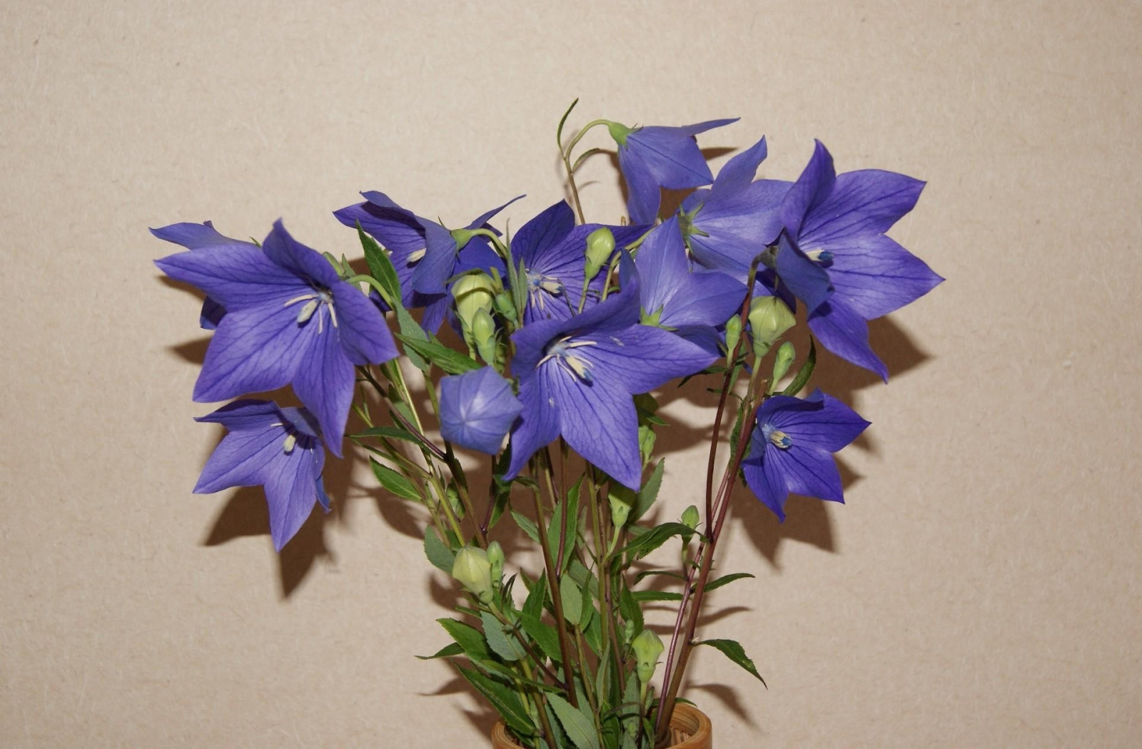 Wallpaper bells, flowers, field, flower, vase 1920x1260 4kWallpaper 690619 HD Wallpapers