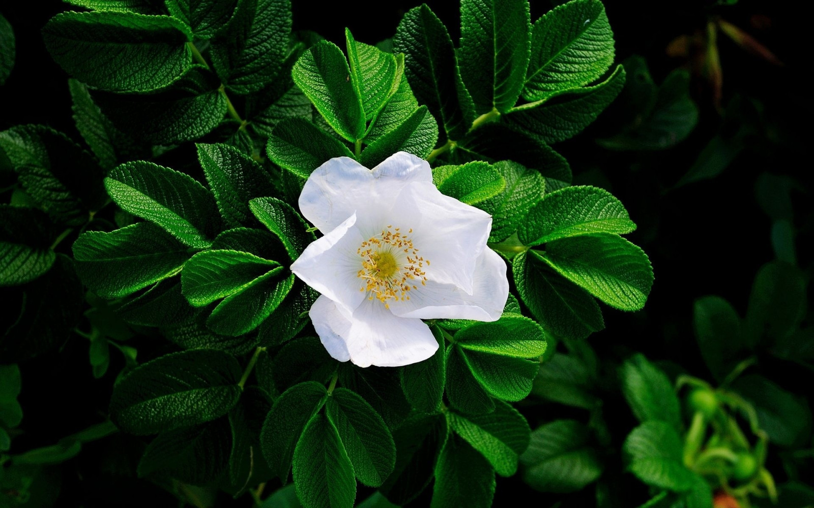 Hintergrundbilder Blätter, Weiß, Natur, Ast, Grün, blühen, Jasmin