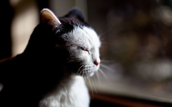 2560x1600 px,cat,interesting