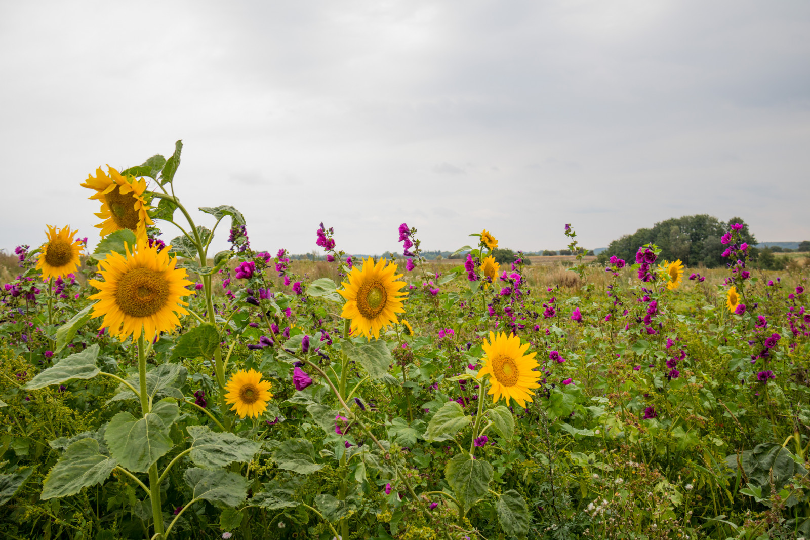 Wallpaper : nature, field, Denmark, flower, grassland, sunflower, flora ...