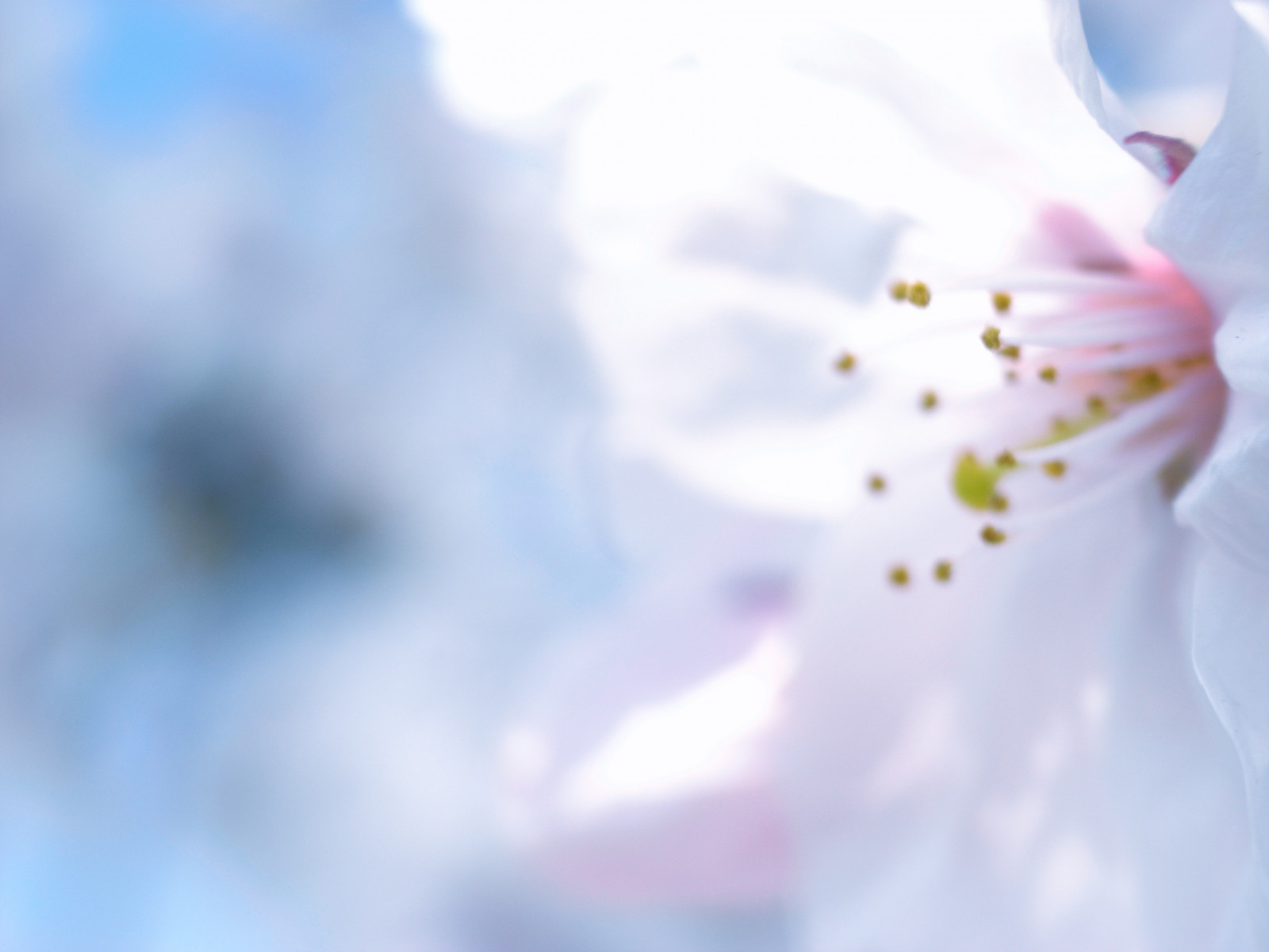 květ, květ, bílý, nebe, růžový, okvětní lístek, zblízka, jaro, makro fotografie, Třešňový květ, větev, počítač tapeta, slunečnímu záření, větvička, rostlina, pyl