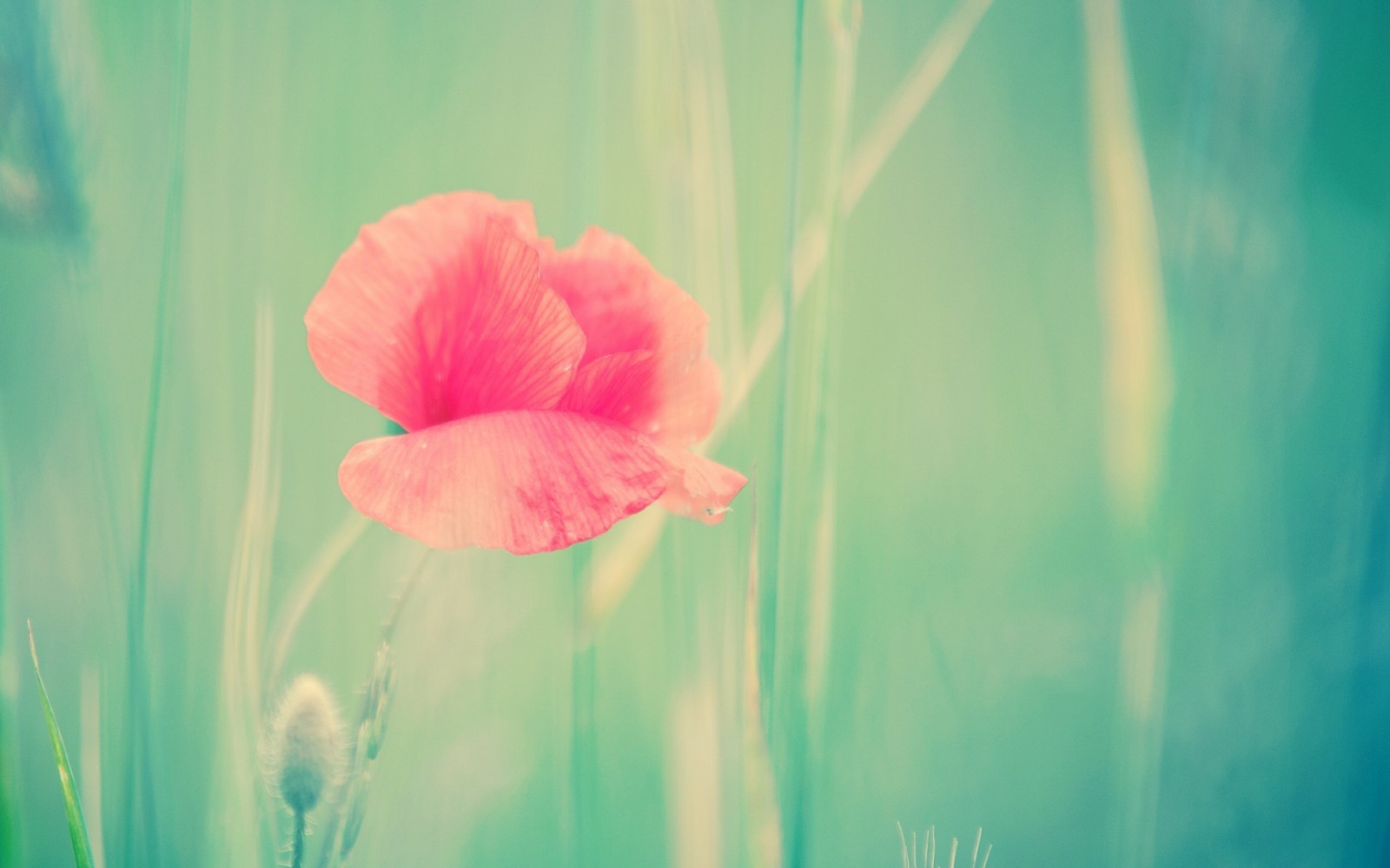 แสงแดด, ดอกไม้, ธรรมชาติ, สีแดง, พืช, การถ่ายภาพ, แมโคร, สีเขียว, สีน้ำเงิน, เบ่งบาน, สีชมพู, สี, ดอกไม้, ปลูก, งาดำ, พืช, กลีบดอก, วอลล์เปเปอร์คอมพิวเตอร์, โรงงานที่ดิน, พืชดอก, ใกล้ชิด, การถ่ายภาพมาโคร