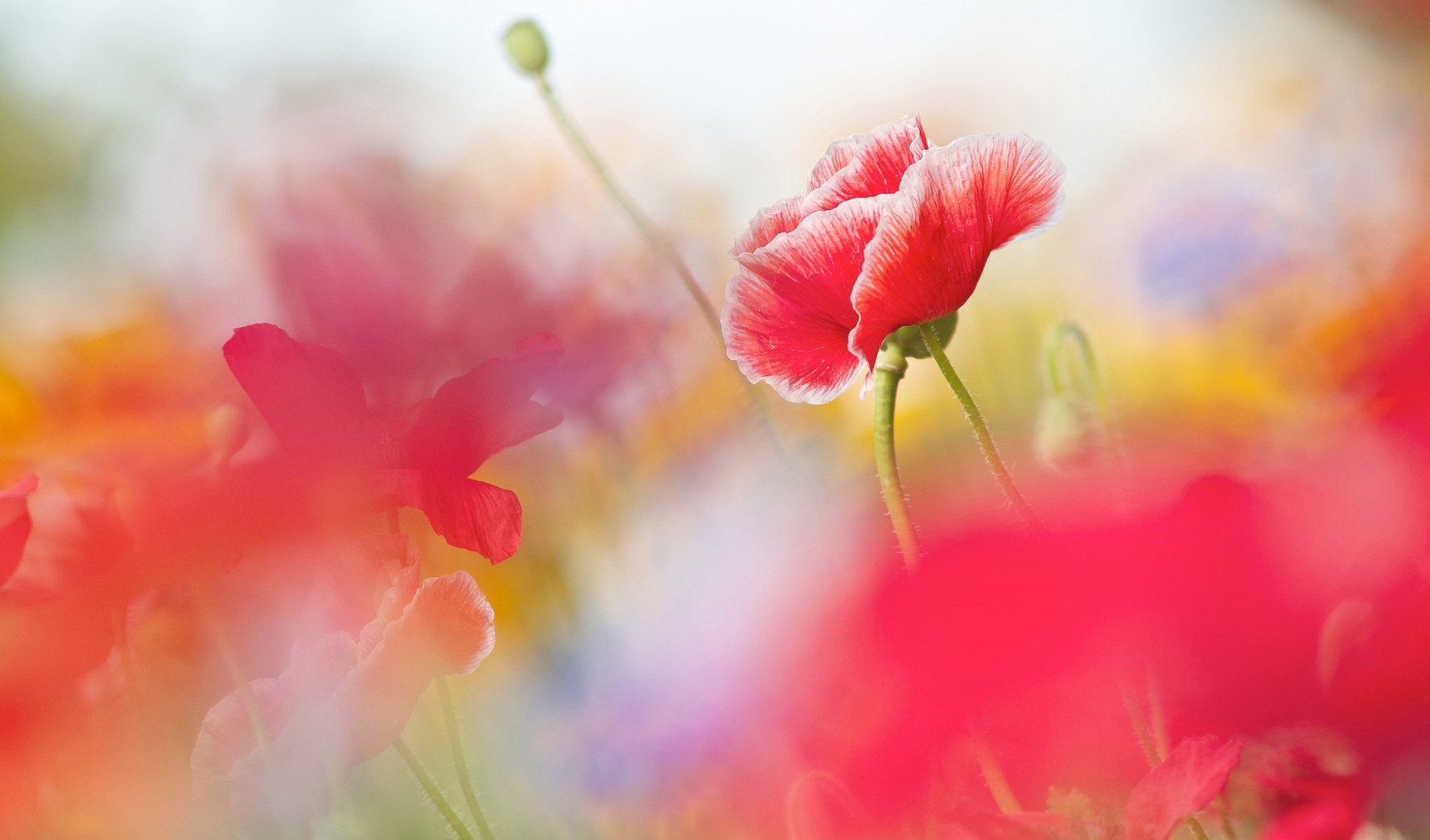 hloubka pole, růžové květy, květiny, Příroda, Červené, fotografování, květ, růžový, barva, květ, rostlina, mák, flóra, okvětní lístek, coquelicot, počítač tapeta, suchozemská rostlina, kvetoucí rostlina, zblízka, makro fotografie, závod stonek