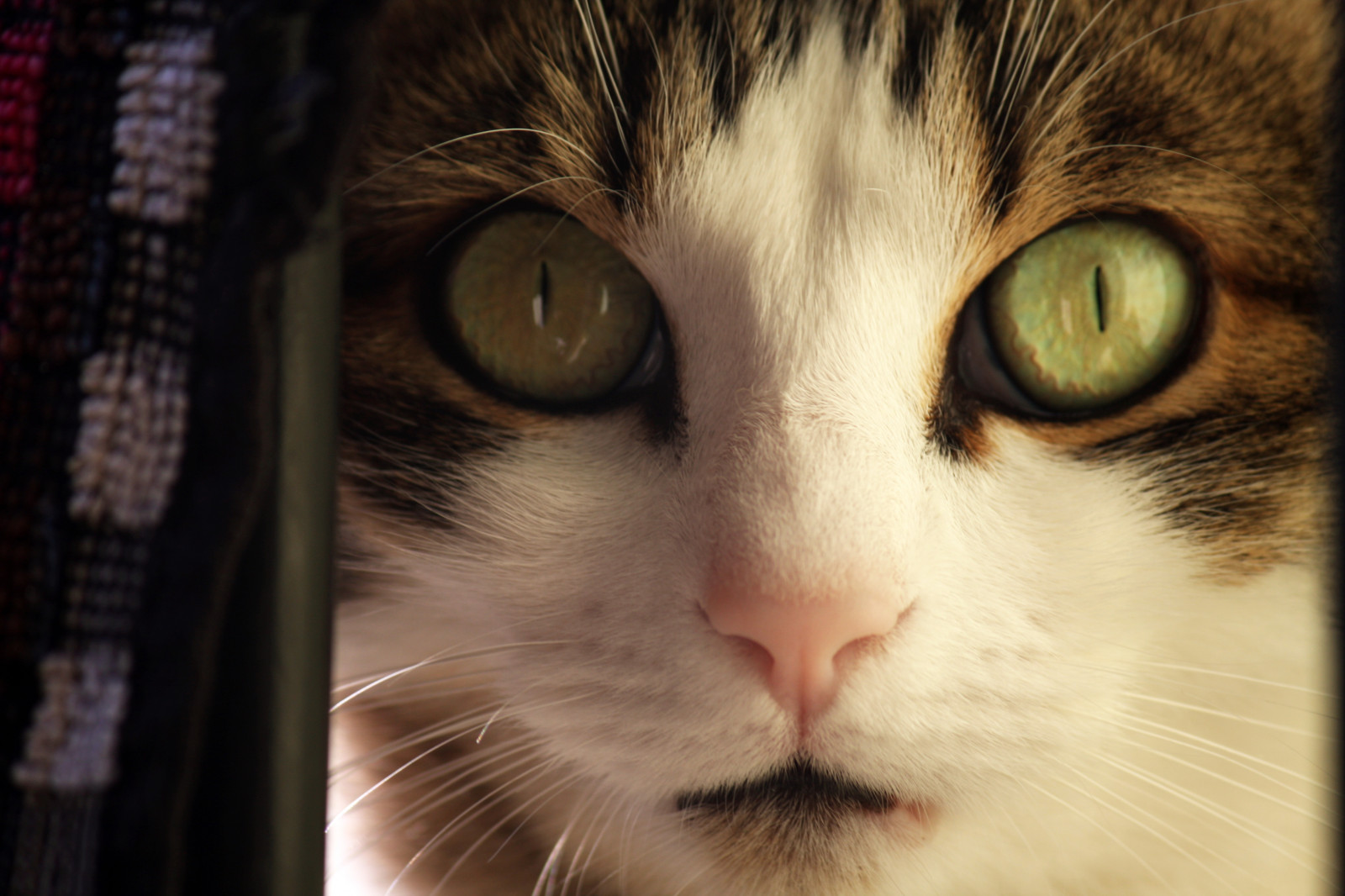 Italia, Italia, italien, italie, EmiliaRomagna, romagna, faenza, Faventia, porcellana, animale, gattino, Gatto, Gatta, Gatti, Gatte, gatto, gatti, chat, Chiacchierare, katze, Katzen, gato, gatos, animale domestico, Animali, soriano, peloso, Gattino, moggy, moggies, gattino, animale, ininterni, animaledomestico, aliceellen, ellen, canon40d, Canone, 40d, Odcnowords