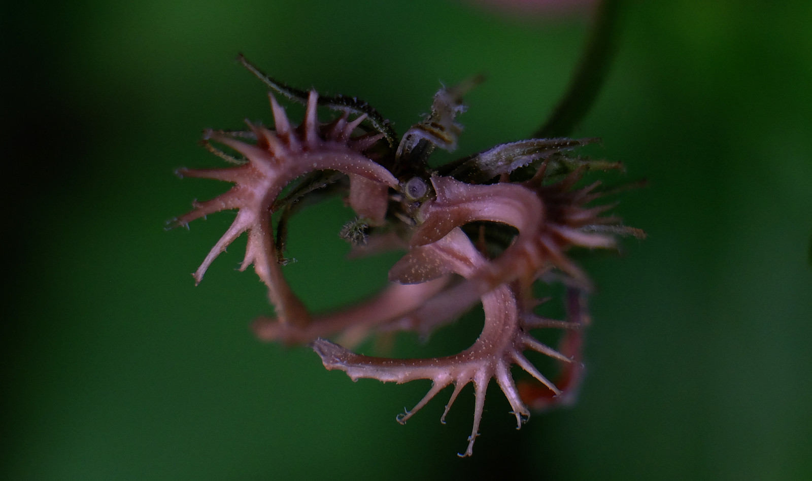 květiny, Příroda, makro, Fujifilm, UMĚNÍ, květ, rostlina, blinkagain, flóra, flores, makro, fuji, photowalk, XT1, flickraward, ngc, natura, flickrstruereflection1, národní geografie, editace, photografy, flor, sharingart, Parques, flickrclickx, Melilla, zblízka, makro fotografie, závod stonek, organismus, crazygeniuses, afotando, arttate, makra, macrofotografia, soulocreativity1, génius, macrophotographers, adilmehmood, crazygenius, flickrphotowalk, fujistas, fujixt1fujifilm, photowalkmelilla, photograpfy, jocarlo, pwmelilla, xt1fuji