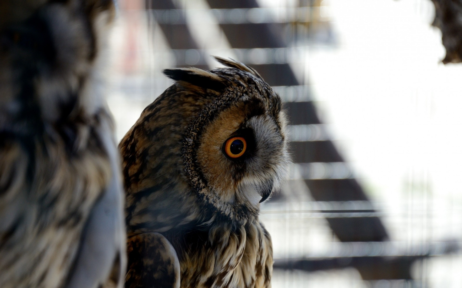 owl, bird, eyes, feathers