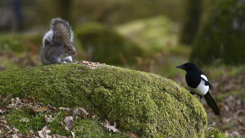 animals, nature, branch, wildlife, squirrel, bird animals, nature, branch, wildlife, squirrel, bird