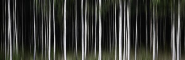 césped,ligero,árbol,línea,madera,Papel pintado de la computadora