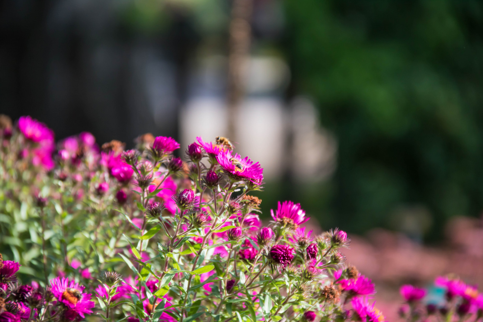 zahrada, Příroda, tráva, pole, zelená, květ, podzim, list, květ, rostlina, flóra, Blomma, Lund, botaniskatr dg rden, Botanická zahrada, okvětní lístek, Botan, T dg rd, louka, divoká rostlina, trávník, botanika, suchozemská rostlina, kvetoucí rostlina, keř, jednoletá rostlina, makro fotografie