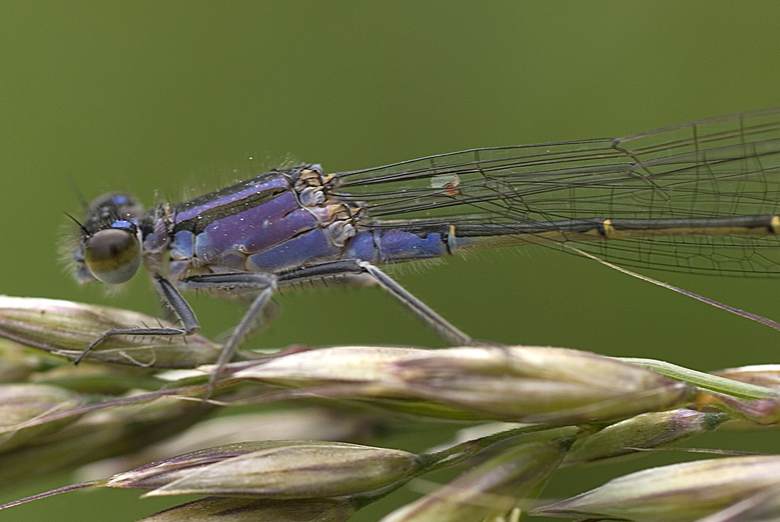 Violet Insect Wallpaper : grass, violet, house, insect, green, wildlife, Belgium ...