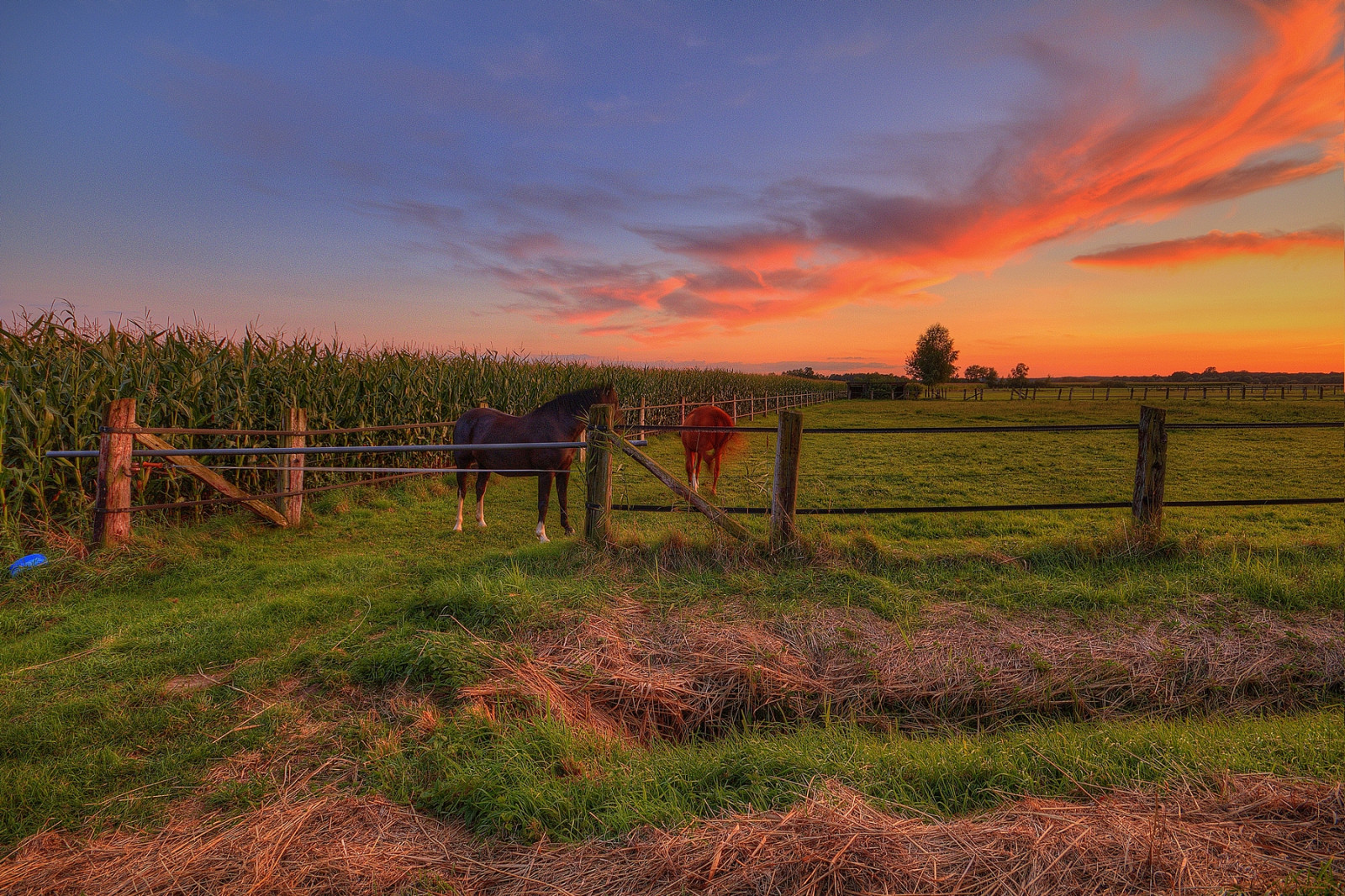 krajina, západ slunce, kopec, Příroda, kůň, tráva, nebe, pole, mraky, svítání, večer, ráno, Kánon, HDR, horizont, soumrak, mokřadní, 2014, mrak, podzim, Landschaft, hora, svítání, lučina, koně, pole, zemědělství, louka, prostý, sonnenuntergang, mraky, prérie, Feld, Felder, eos70d, norddeutschland, Niedersachsen, lowersaxony, venkov, přírodní prostředí, Wendland, l chowdannenberg, hdrtm, canoneos70d, maikrichter, metalmaik, maikrichterphotography, maikrichterfotografie, pferd, sigmaex1020mm, Koně, pferdeweide