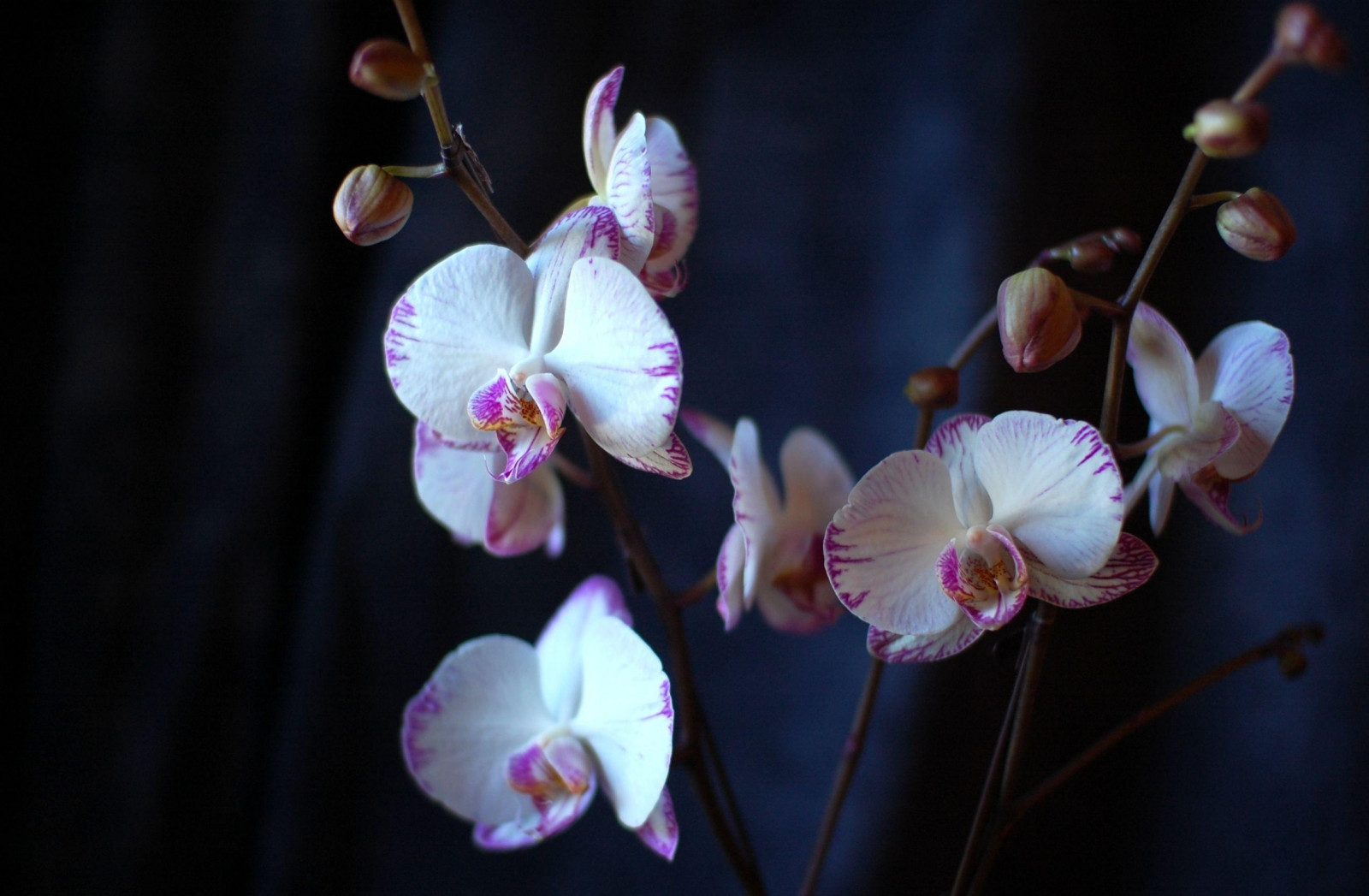 Wallpaper orchid, flowers, branches, close up 2550x1670 wallup