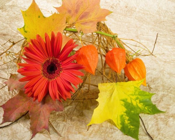 Рыжих, Осень, листья, Physalis, ИЗОБРАЗИТЕЛЬНОЕ ИСКУССТВО, Лист