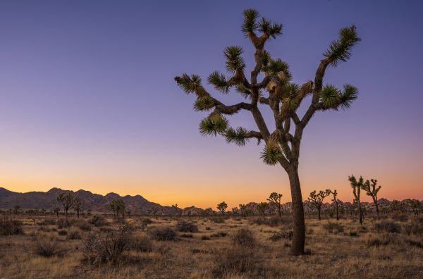 sunset,landscape,joshua tree,Joshua Tree National Park,California,photography