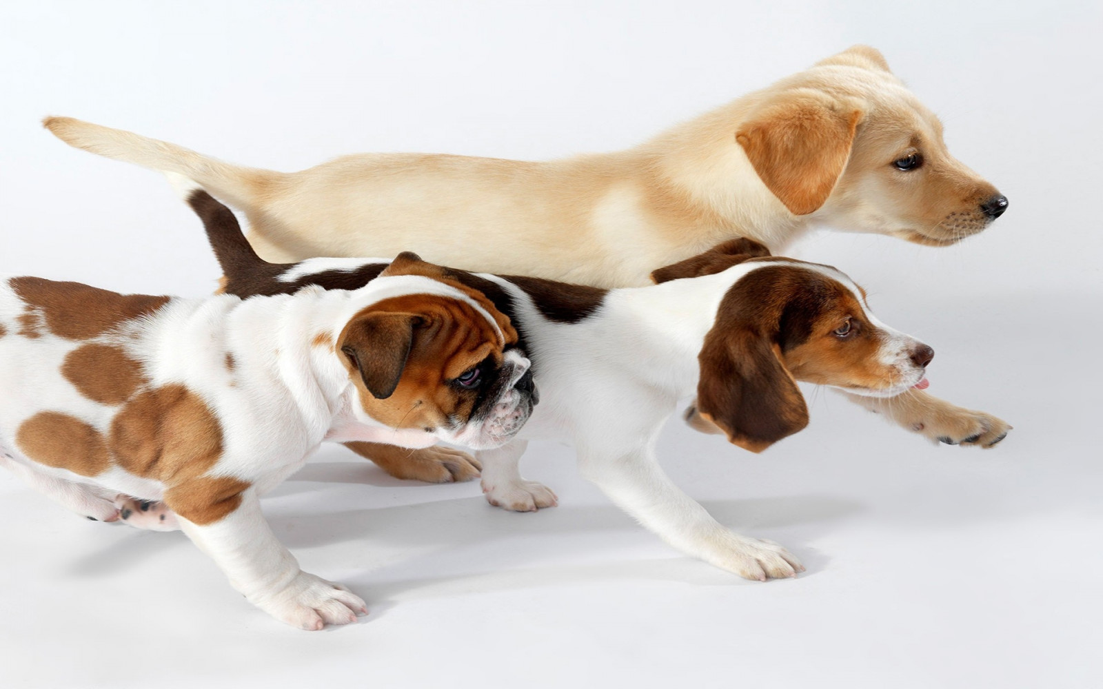 hund, løb, Harrier, farve, hunde, tre, pattedyr, hvirveldyr, hund som pattedyr, hunderace, jagthund, beagle, amerikansk Foxhound, engelsk Foxhound, trædannelse rollator coonhound, coonhound