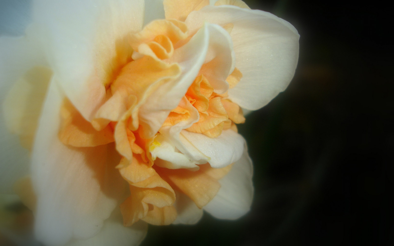 白, 影, 写真, 黄, 花弁, ローズ, 花, 光, 花, 工場, フローラ, 花弁, 陸上植物, 開花植物, 閉じる, マクロ撮影, 庭のバラ, バラの家族