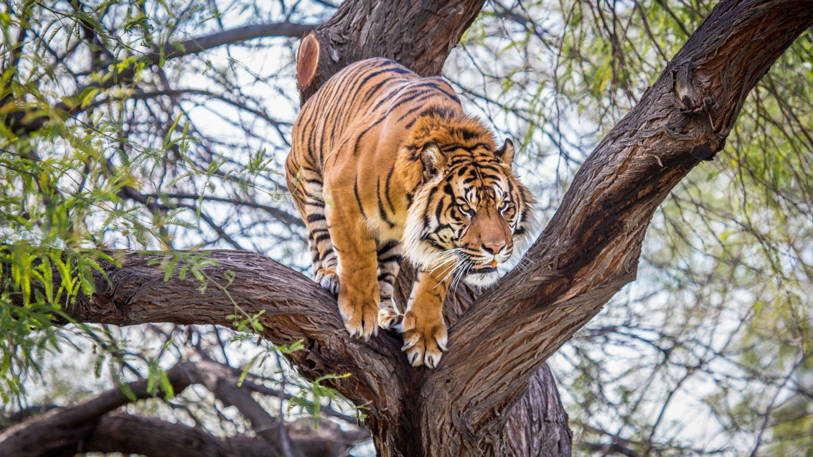 stromy, zver, tiger, zver a rastlinstvo, veľké mačky, zoologická záhrada, džungle, fauna, cicavec, rekreácia, mačka ako cicavce, rekreáciu vo voľnej prírode