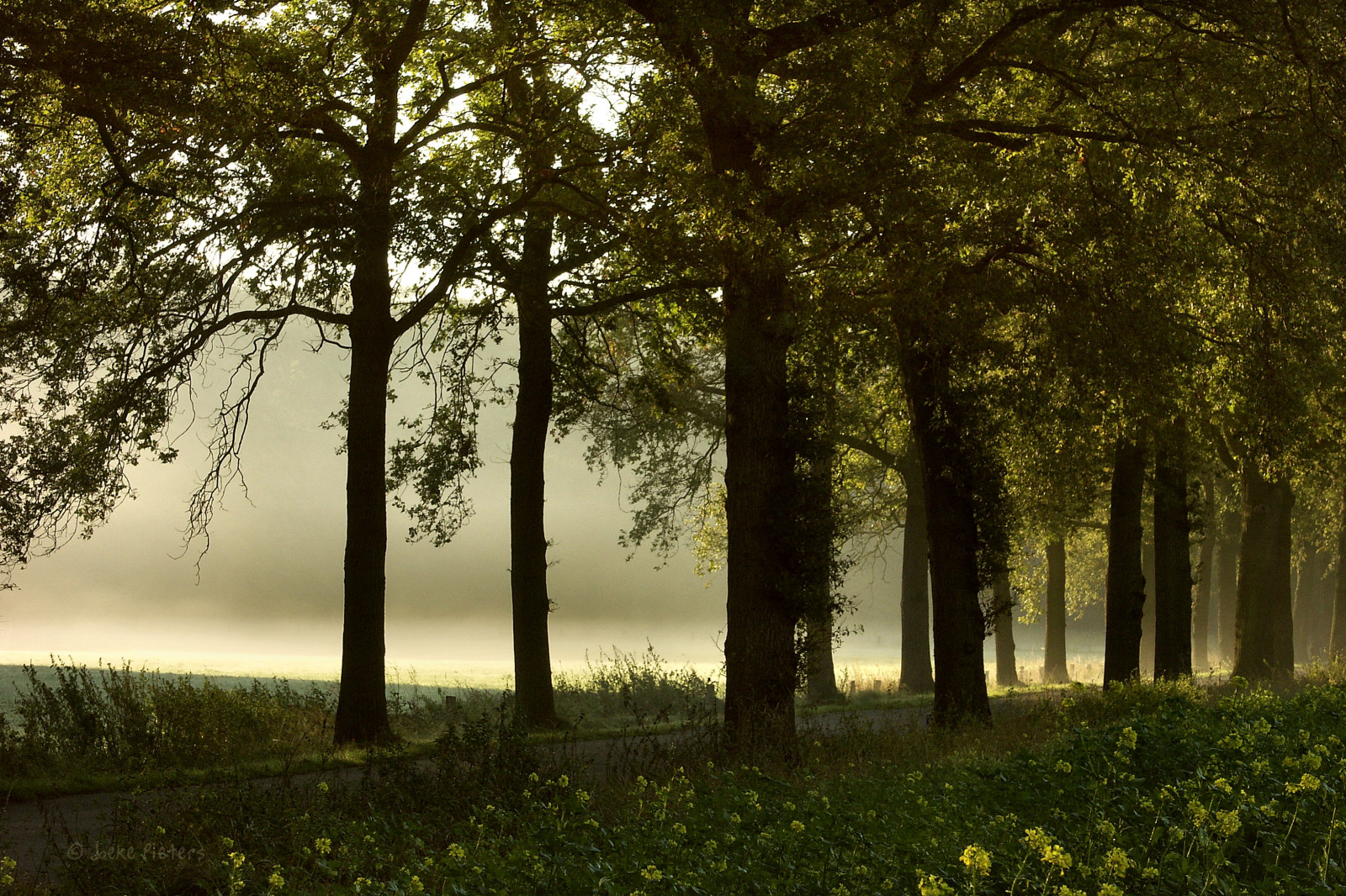 natura, albero, ecosistema, bosco, boschetto, foglia, foresta, mattina, luce del sole, erba, ramo, atmosfera, bioma, deciduo, vecchia foresta di crescita, foresta temperata, temperata foresta di conifere, paesaggio, sfondo del computer, primavera, cielo, autunno, spruce fir forest, bosco ripariale, tronco