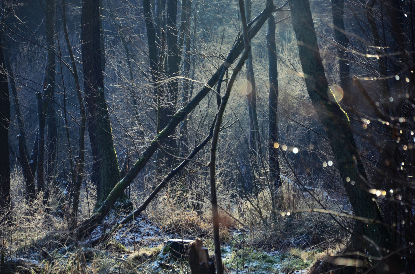 slunečnímu záření, stromy, les, temný, Příroda, odraz, park, rostliny, sníh, zima, fotografování, větev, modrý, Studený, kouzlo, Nikon, Polsko, divočina, Tajemství, světlo, Krásná, strom, podzim, den, list, sezóna, fotografie, D7000, las, fotky, natura, polska, zima, zálesí, místo výskytu, přírodní prostředí, atmosférický jev, dřevina, landspace, wiat o, urawiniec