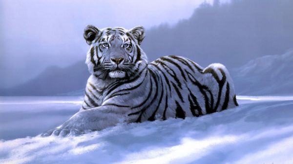 1920x1080 px,cat,ART,big,fantasy,laying