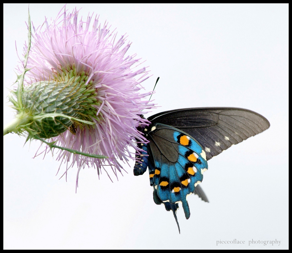 สีน้ำเงิน, ดอกไม้, แมโคร, ธรรมชาติ, สัตว์ป่า, ผีเสื้อ, แมลง, พืช, Pentax, สัตว์ป่า, พืชผักชนิดหนึ่ง, ผีเสื้อกลางคืน, ดอกไม้ป่า, swallowtail, pipevineswallowtail, battusphilenor, แคลเซียม, k20d