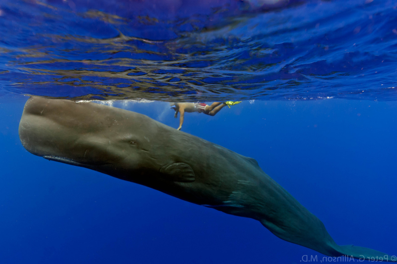 Hintergrundbilder : Meer, Unterwasser, Wal, Delphin, Buckelwal ...