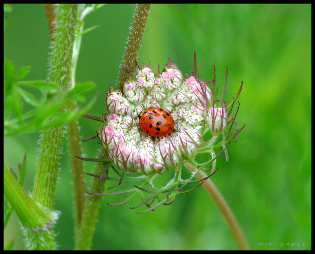 květ, makro, zelená, Příroda, fauna, hmyz, flóra, pentax, Volně žijících živočichů, prozkoumat, slunéčko sedmitečné, slunéčko sedmitečné, divoká rostlina, s křidélky a tykadly, daucuscarota, queenanneslace, coccinellidae, wildcarrot, K20D