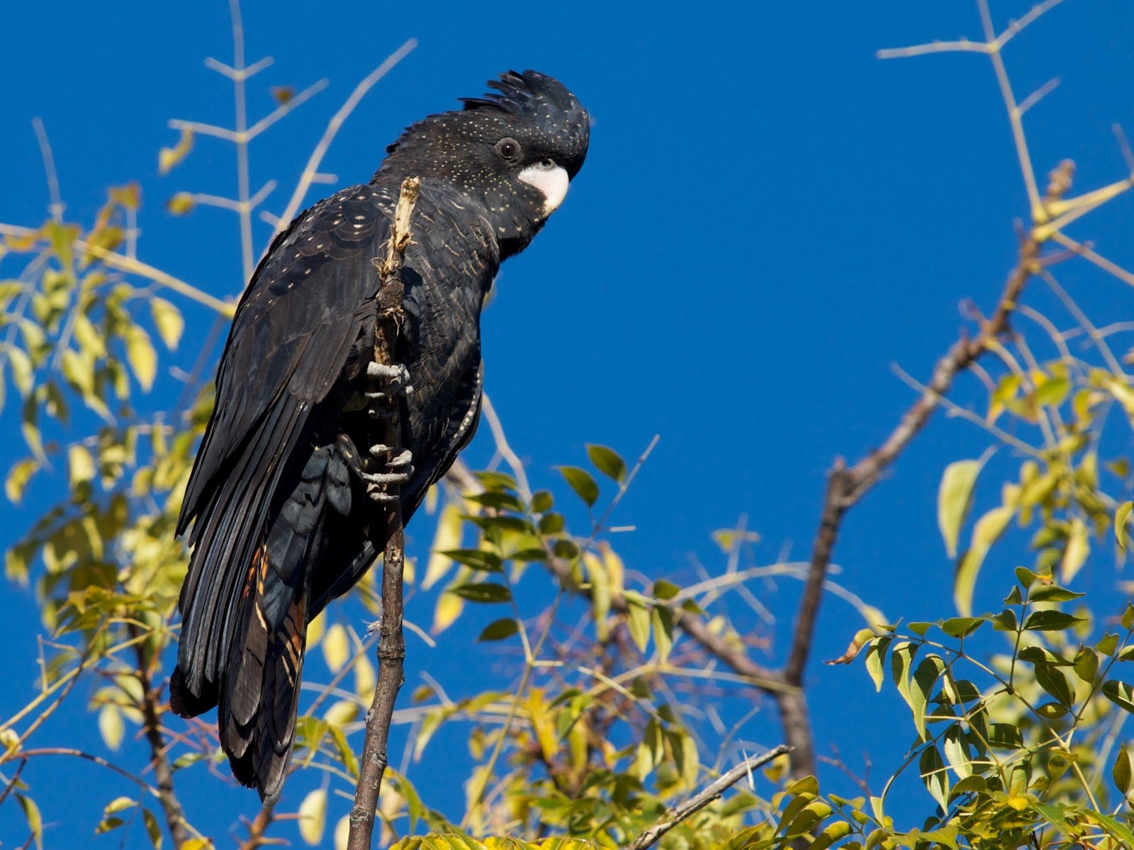 1600x1200 px, 72, pták, papoušek kakadu, Papoušek, tropický