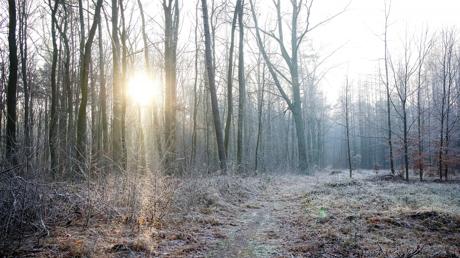 Wallpaper sunlight, landscape, nature, snow, winter, morning, mist