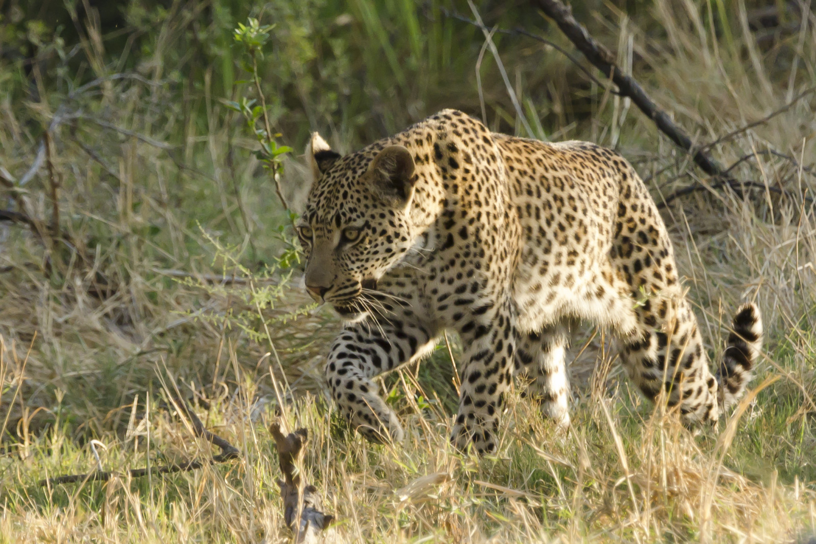 Africa, natura, animale, gatto, mammifero, natura, leopardo, Botswana, Moremi, grandi gatti, pantherapardus, Delta dell'Okavango, Ianbruce, Katebruce, flickrbigcats, Naturepureandbeautiful, anythingnikonexceptpeople, gb POTD paese