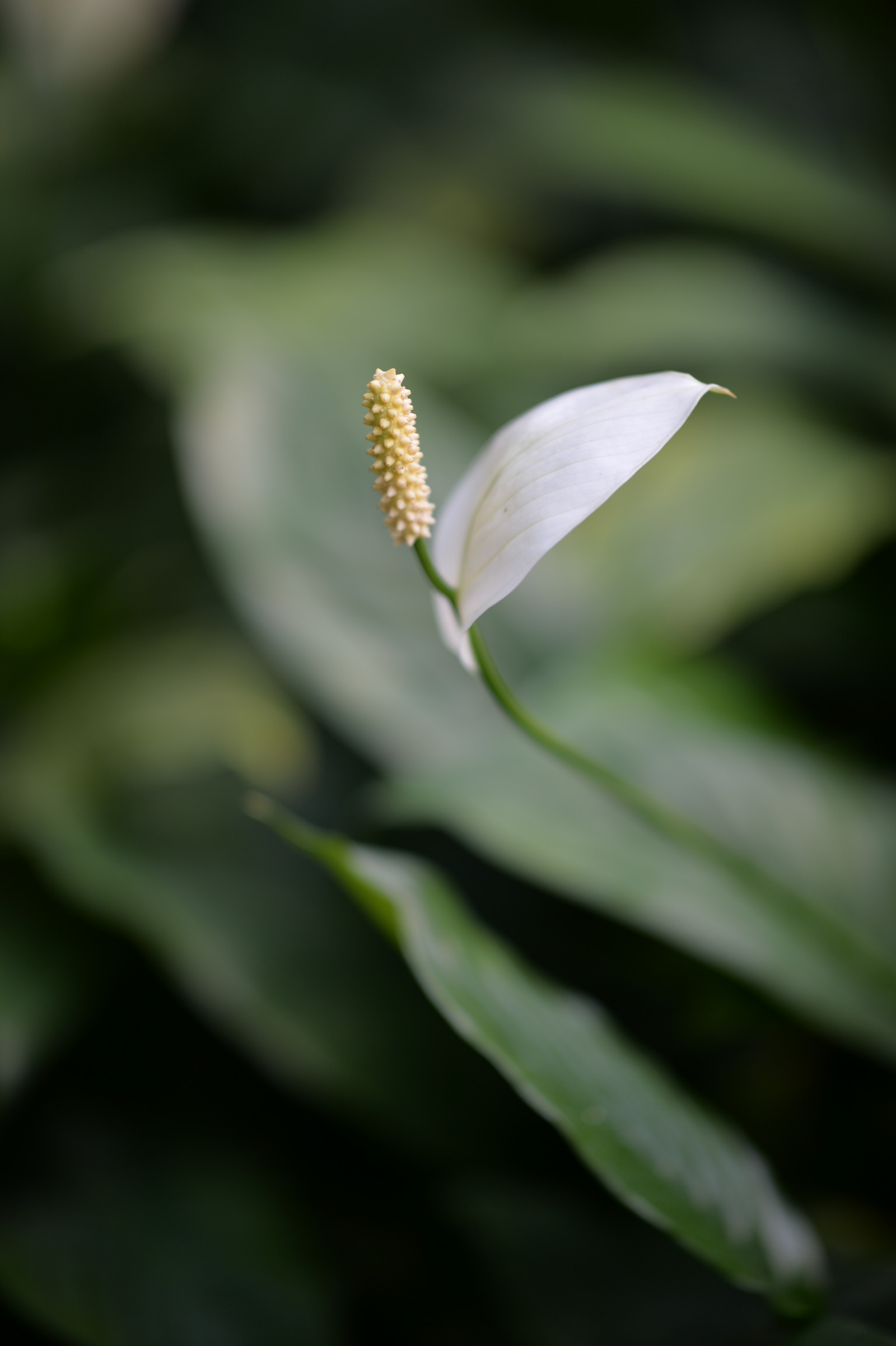 Japonsko, slunečnímu záření, Příroda, tráva, park, fotografování, větev, zelená, Nikon, květ, Tokio, jp, NIKKOR, list, květ, rostlina, flóra, pupen, okvětní lístek, shinjukgyoen, Shinjuku, afs105mmf14eed, afsnikkor105mmf14eed, df, divoká rostlina, botanika, suchozemská rostlina, kvetoucí rostlina, zblízka, makro fotografie, závod stonek