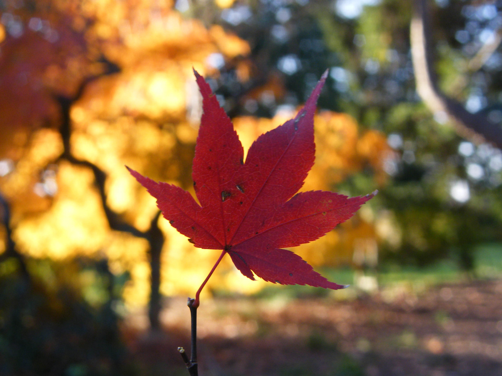 park, podzim, stromy, světlo, Červené, strom, podzim, Příroda, barvy, listy, automne, catchycolors, zlato, list, barvitý, barvy, seasons, přírodní, bokeh, fallcolors, Herbst, autumncolors, čtyři období, autunno, podzimní, colorexplosion, 4Seasons, Otono, s gis, AHORN, naturephotos, jesień, natureimages, jesiennie