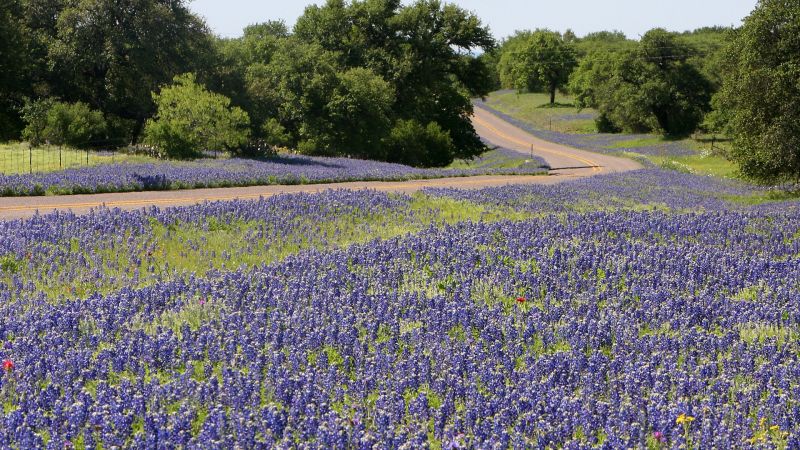 rotation,field,flowers,trees