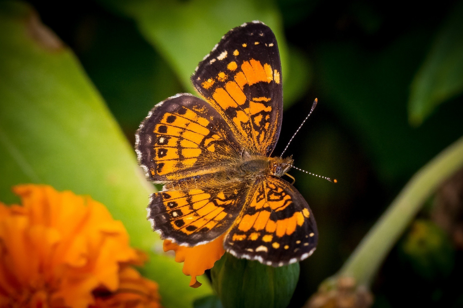 hewan, alam, fotografi, makro, kupu-kupu, serangga, kuning, margasatwa, lepidoptera, bunga, menanam, Flora, fauna, 2048x1365 px, botani, merapatkan, fotografi makro, invertebrata, arthropoda, madu bunga, penyerbuk, ngengat dan kupu-kupu, Lycaenid, kupu-kupu raja