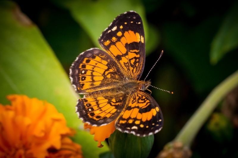 zvěř, Příroda, fotografování, makro, motýl, hmyz zvěř, Příroda, fotografování, makro, motýl, hmyz