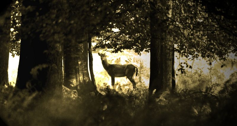 natura, albero, leggero, foglia, bosco, pianta legnosa